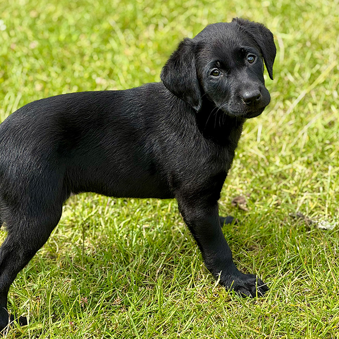 Jaktlabradoren Jax 2 månader
