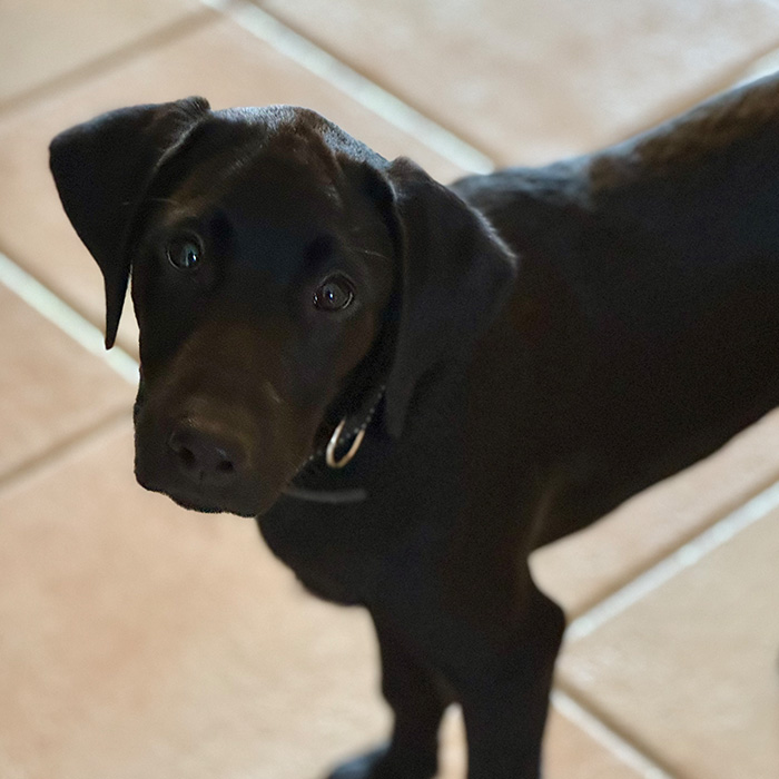 Jaktlabradoren Jax 4 månader