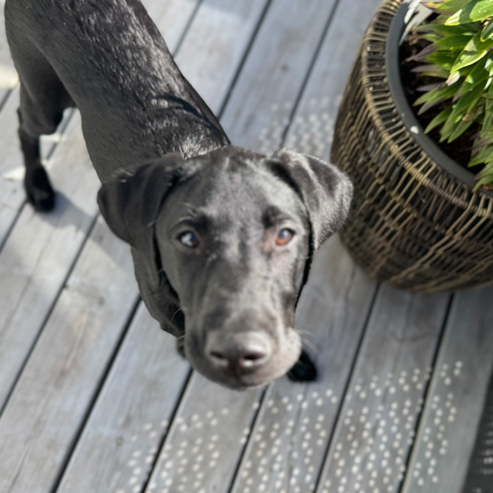 Jaktlabradoren Jax 5 månader